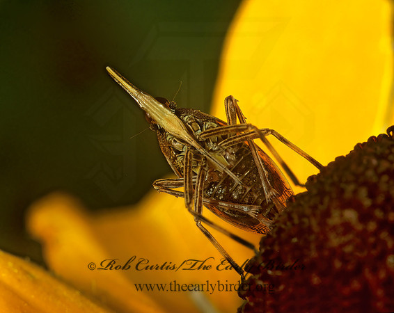 Scolops sulcipes 1113918 z