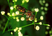 Nomada ruficornis grp NOMAD BEE 1288224z
