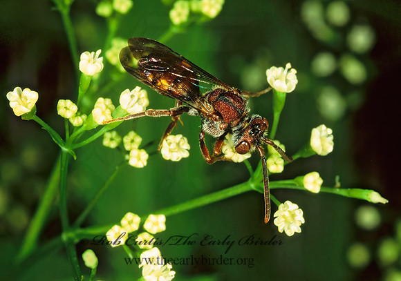 Nomada ruficornis grp  NOMAD BEE 1288224z