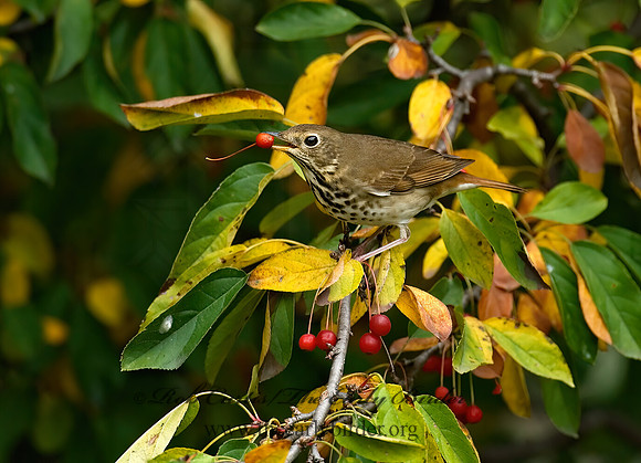 Catharus guttatus  HERMIT THRUSH 7012720z