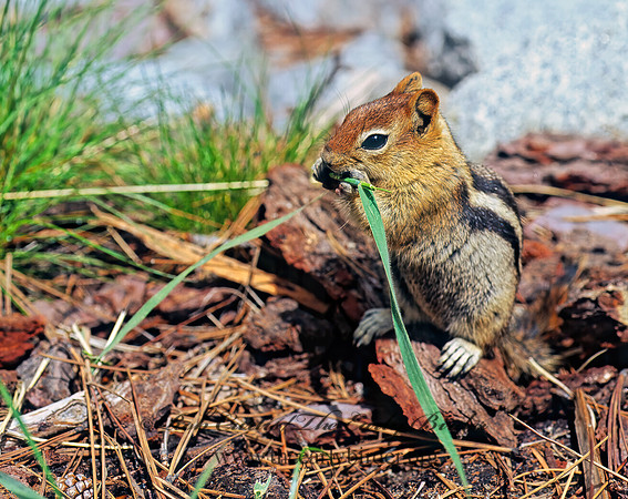 Callospermophilus lateralis  GOLDEN MANTLED SQUIRREL 112008z