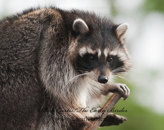 Procyon lotor  RACCOON 8024745 z