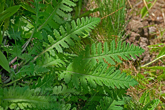 Pedicularis canadensis  WOOD BETONY 8034521z
