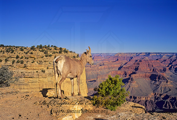 Maricopa Point 121023z