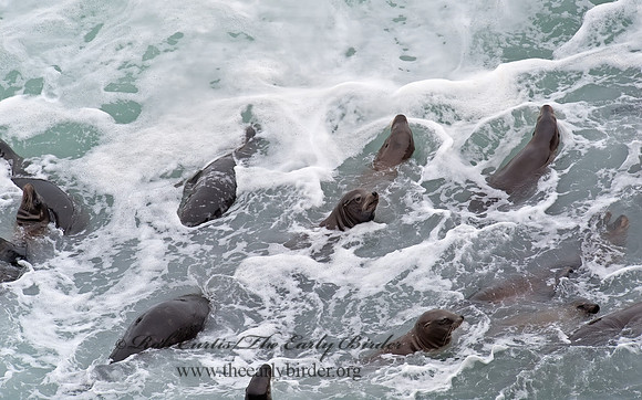 Zalophus californianus  CALIFORNIA SEA LION 8019568z