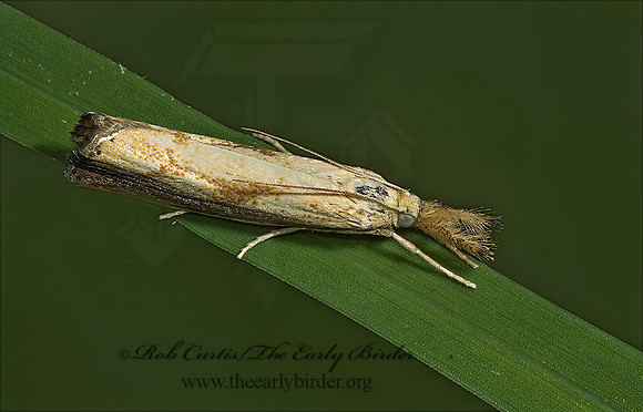 Agriphila CRAMBINi SNOUT MOTH 5001771z