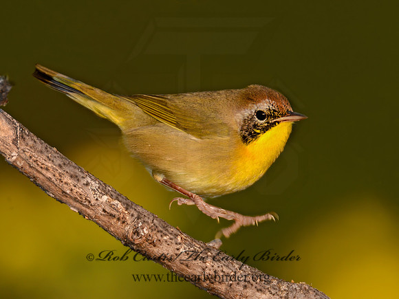 Geothylpis trichas  COMMON YELLOWTHROAT 90042791z
