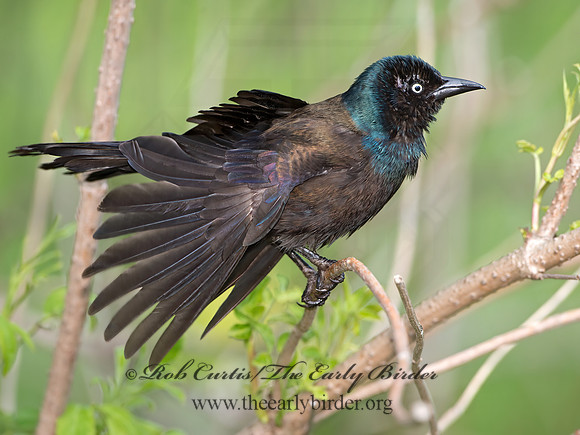 Quiscalus quiscula  COMMON GRACKLE 9045513z