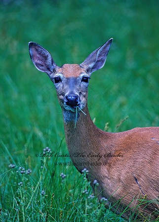 Odocoileus virginianus  WHITE-TAILED DEER 96221z