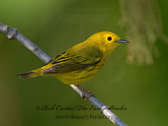 Setophaga petechia  YELLOW WARBLER 9038793z