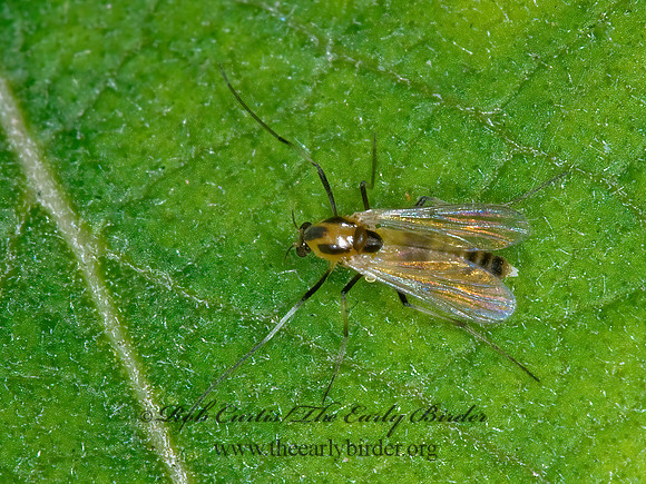 Cricotopus  NON-BITING MIDGE 6015758z