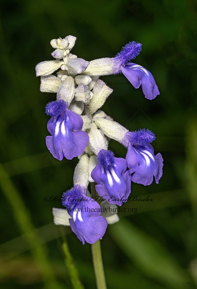 Salvia farinacea  MEALYCUP SAGE 3034798z
