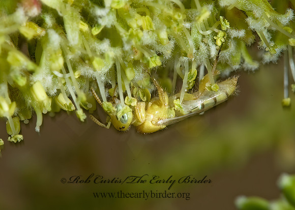 Perdita punctosignata 6026139z