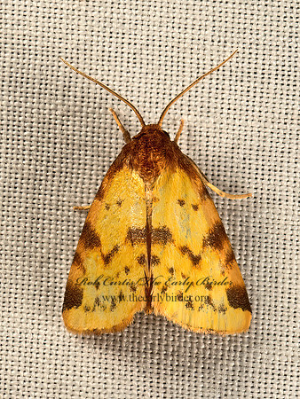 Azenia obtusa  OBTUSE YELLOW 9049923z
