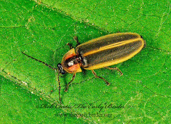 Photinus consanguineus 134837z