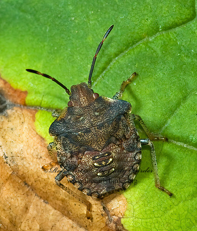 Euschistus  BROWN STINKBUG 5002097z