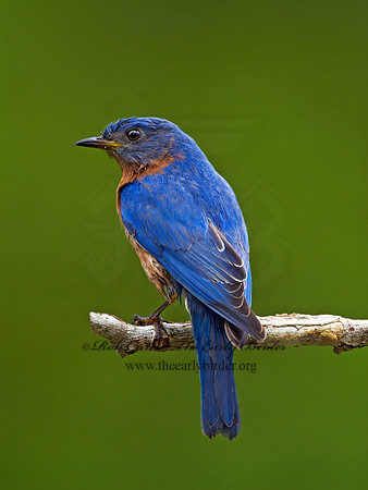 Sialia sialis  EASTERN BLUEBIRD 6003668z