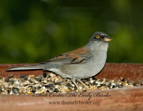 Junco phaeonotus  YELLOW-EYED JUNCO 5005985z