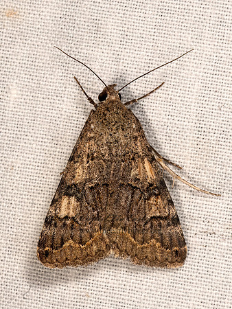 Bulia  MELIPOTINI EREBID MOTH 3035380z