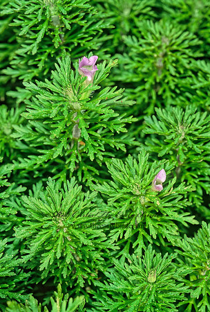 Limnophila sessiliflora  ASIAN SMARTWEED 260921z