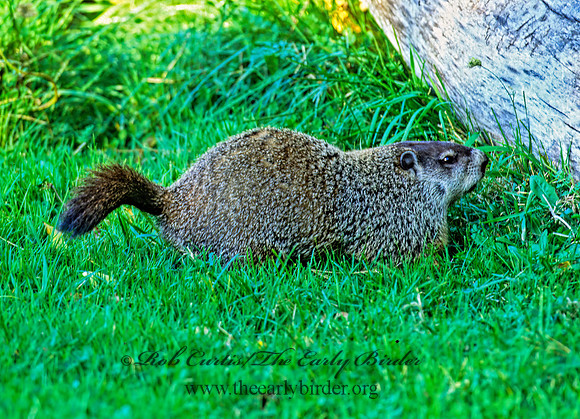 Marmota monax  WOODCHUCK 1276825z