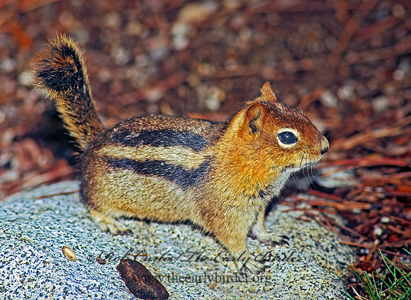 Callospermophilus lateralis  GOLDEN MANTLED SQUIRREL 111314z