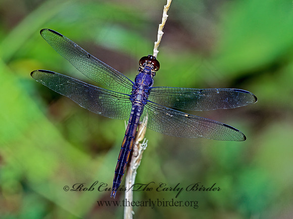 Libellula incesta = SLATY SKIMMER 175005 Mz