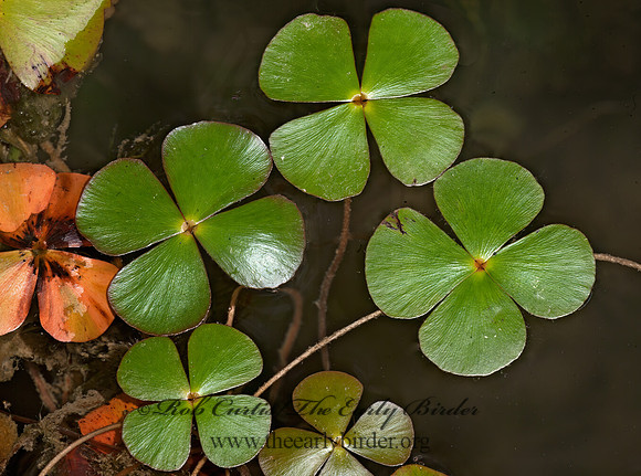 Marsilea quadrifolia  CLOVER FERN 8016356z