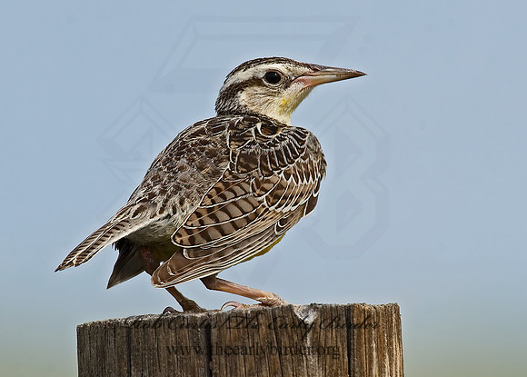 Sturnella neglecta  WESTERN MEADOWLARK 7011084z