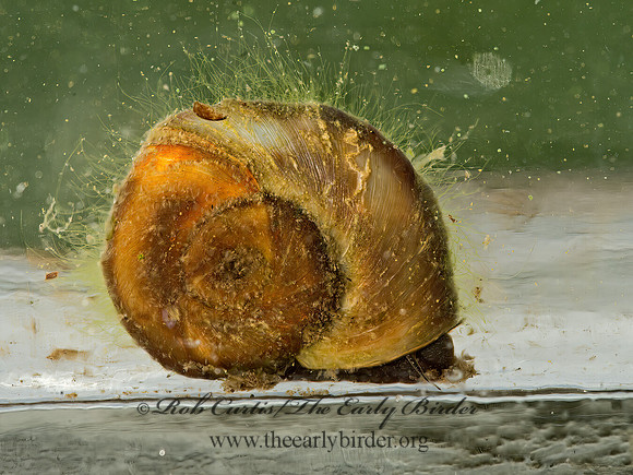 Planorbella trivolvis  PLANORBID SNAIL9041736z
