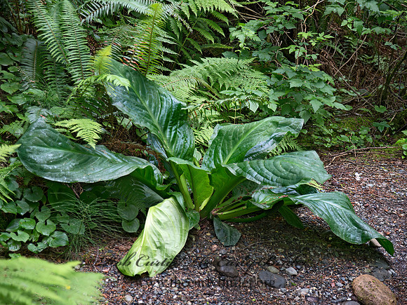 Lysichiton americanus  WESTERN SKUNK CABBAGE 9059208z
