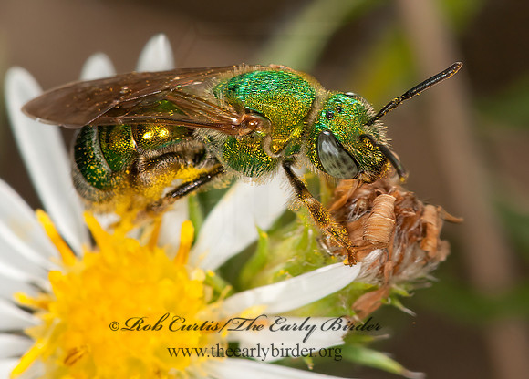 Agapostemon  GREEN HALICTID BEE 3014709 z