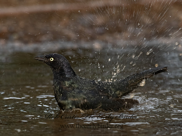 Euphagus cyanocephalus  BREWER'S BLACKBIRD 3030007z