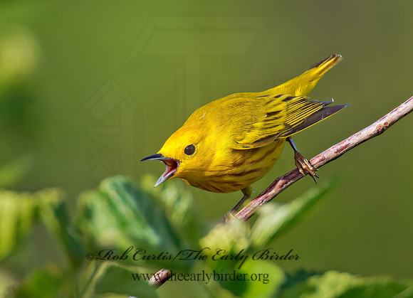 Setophaga petechia  YELLOW WARBLER 9002027z