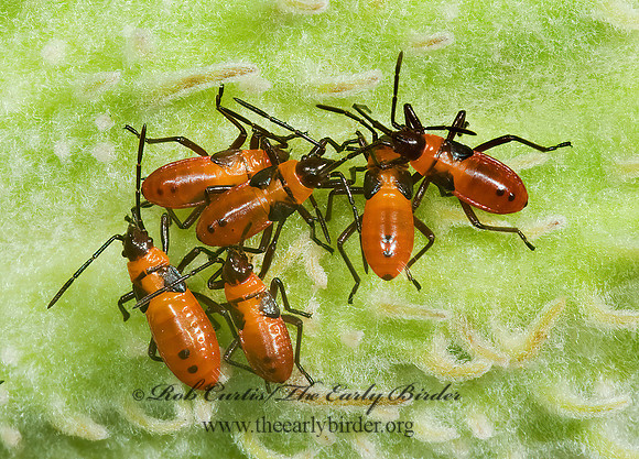 Oncopeltus fasciatus  LARGE MILKWEED BUG 5000846z