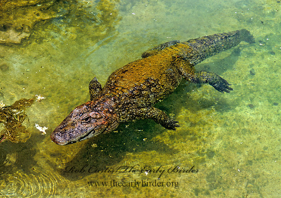 Caiman latirostris  BROAD-NOSED CAIMAN 275402z