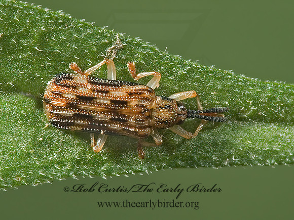 Sumitrosis inequalis  HISPINE LEAF BEETLE 5010422z