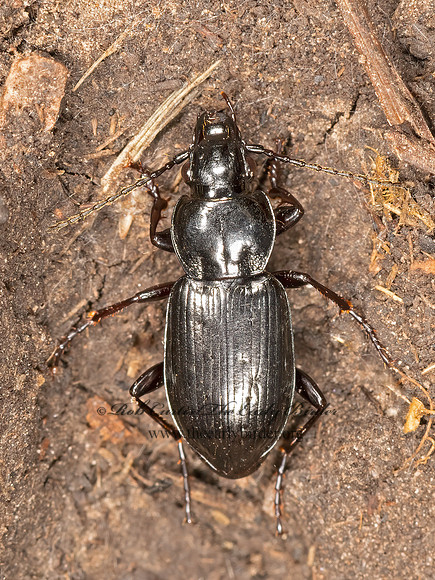 Pterostichus adstrictus GROUND BEETLE 3023784z
