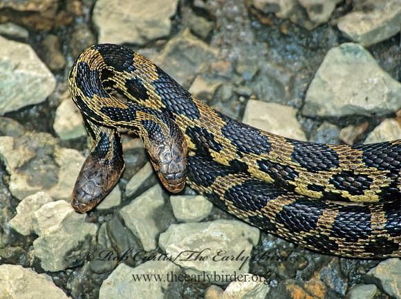 Elaphe bulpina  FOX SNAKE 1287636z
