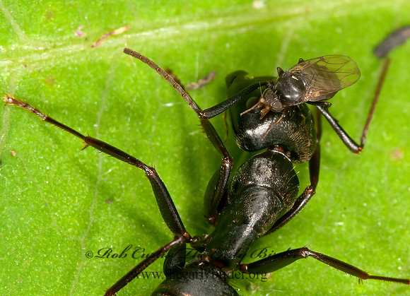 Rhyncophoromyia conica  SCUTTLE FLY 3015600z