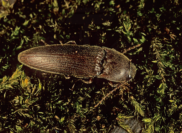 Melanotus 264724~z