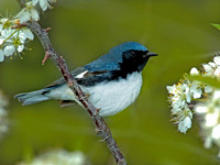 Setophaga caerulescens BLACK-THROATED BLUE WARBLER 5006631z