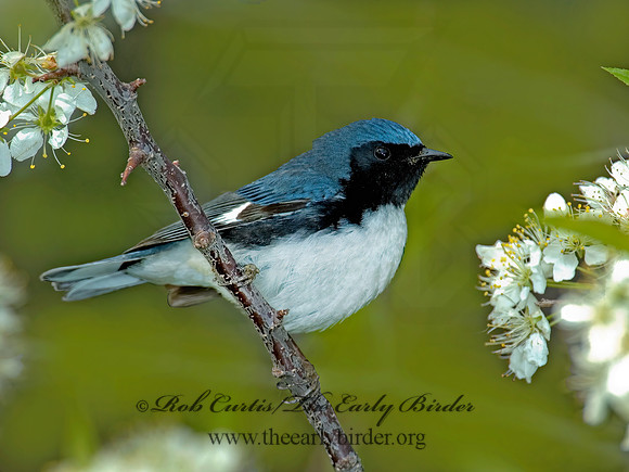 Setophaga caerulescens  BLACK-THROATED BLUE WARBLER  5006631z