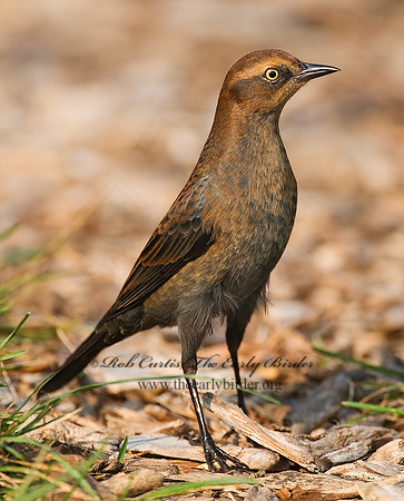 Euphagus carolinus  RUSTY BLACKBIRD 7012693z