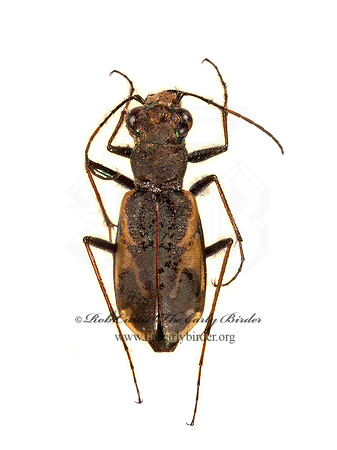 Cicindela terricola cinctipennis 9015913z
