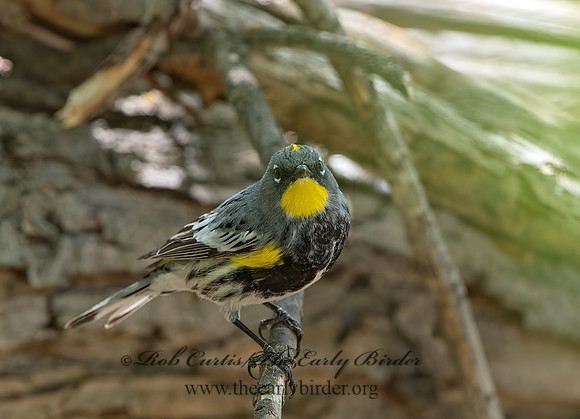 Setophaga coronata auduboni  AUDUBON'S WARBLER  9055269z