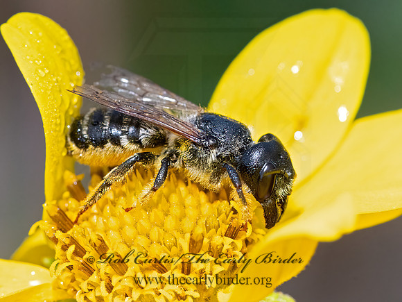 Megachile pugnata  PUGNACIOUS LEAFCUTTER BEE 3024143z