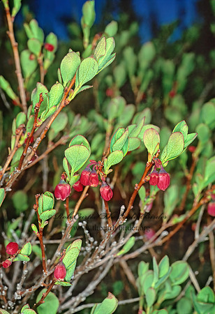 Vaccinium uliginosum  BOG BLUEBERRY 238328z