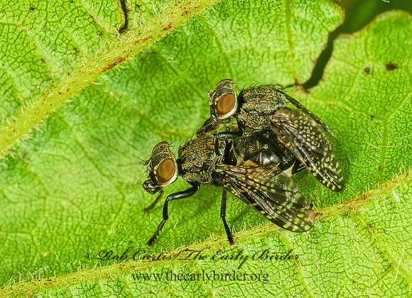 Platystoma seminationis  SIGNAL FLY 290905z