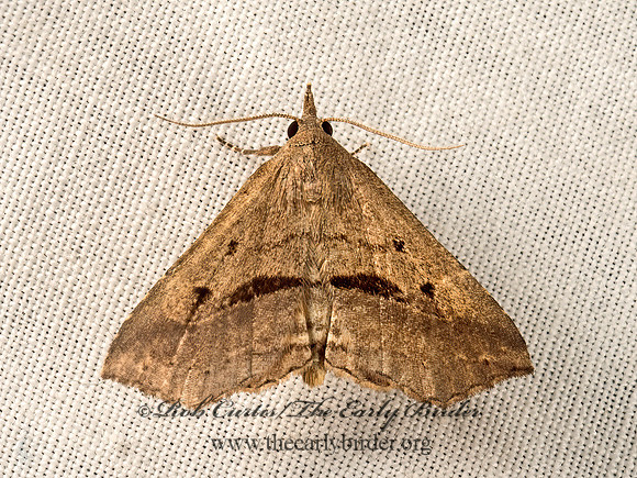 Ledaea perditalis  LOST OWLET 9050132z